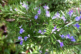 Rosmarinus officinalis 'Fota Blue'