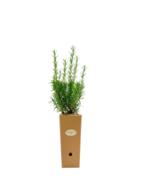 Rosmarinus officinalis 'Fota Blue'