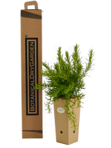 Rosmarinus officinalis 'Fota Blue'