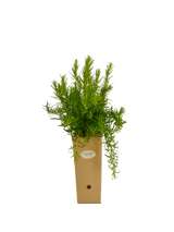 Rosmarinus officinalis 'Fota Blue'