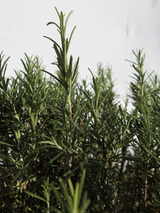 Dettaglio di una pianta di Rosmarinus officinalis 'Pyramidalis'