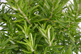 Rosmarinus officinalis 'Fota Blue'
