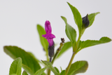 Salvia greggii