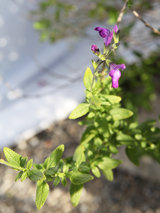 Dettaglio di una pianta di Salvia ‘Christine Yeo’