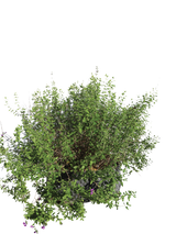 Pianta di Salvia ‘Christine Yeo’ in vaso R50