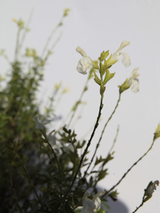 Dettaglio di una pianta di Salvia greggii 'Alba'
