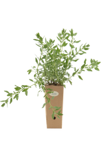 Pianta di Salvia greggii 'Purple Pastel' in vaso di cartone 9x9x20