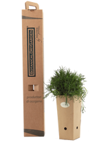 Pianta di Santolina viridis in vaso 9x9x20 con scatola BotanicalDryGarden