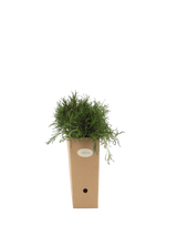 Pianta di Santolina viridis in vaso 9x9x20