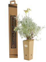 Senecio cineraria 'Silver Dust'