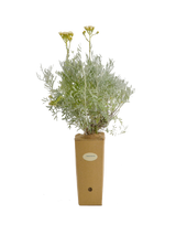 Senecio cineraria 'Silver Dust'