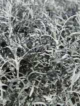Dettaglio di una pianta di Senecio cineraria 'Silver Dust'