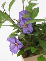 Dettaglio di una pianta di Solanum rantonetti