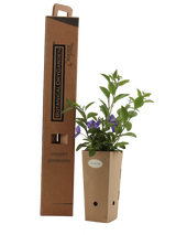 Pianta di Solanum rantonetti in vaso di cartone 9x9x20 con scatola BotanicalDryGarden