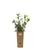 Pianta di Solanum rantonetti in vaso di cartone 9x9x20