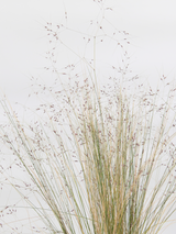 Dettaglio di una pianta di Stipa trichotoma 'Palomino'