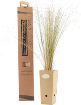 Pianta di Stipa trichotoma 'Palomino' in vaso di cartone 9x9x20 con scatola BotanicalDryGarden