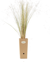 Pianta di Stipa trichotoma 'Palomino' in vaso di cartone 9x9x20