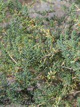 Dettaglio di una pianta di Suaeda vera