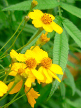 Dettaglio di una pianta di Tagetes lemmonii