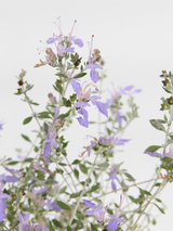 Dettaglio di una pianta di Teucrium fruticans 'Azureum'