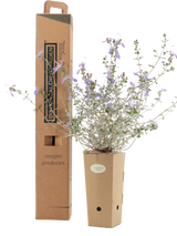 Pianta di Teucrium fruticans 'Azureum' in vaso di cartone 9x9x20 con scatola BotanicalDryGarden