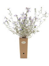 Pianta di Teucrium fruticans 'Azureum' in vaso di cartone 9x9x20