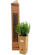 Teucrium flavum 'Grandiflorum'