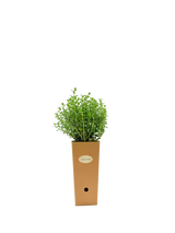 Teucrium flavum 'Grandiflorum'