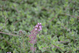 Césped de Thymus ciliatus