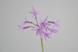 Tulbaghia violacea