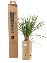 Tulbaghia violacea in vaso di cartone 9x9x20 con scatola BotanicalDryGarden