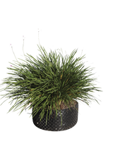 Pianta di Tulbaghia violacea in vaso R50