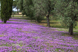 Prato di Verbena hybrida