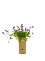 Verbena Venosa (Verbenarigo)