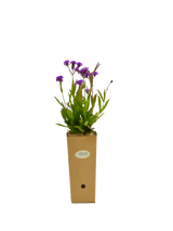 Verbena venosa (Verbena rigida)