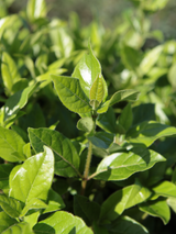 Dettaglio di una pianta di Viburnum tinus 'Eve Price'