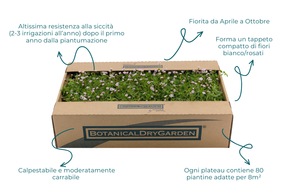 Prato di Lippia nodiflora var. canescens