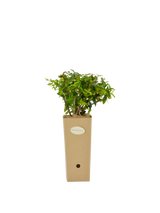 Pianta di Abelia 'Edward Goucher' in vaso di cartone 9x9x20