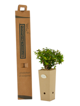 Pianta di Abelia 'Edward Goucher' in vaso di cartone 9x9x20 con scatola BotanicalDryGarden