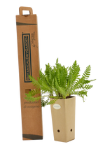 Pianta di Achillea filipendulina in vaso di cartone 9x9x20 con scatola BotanicalDryGarden