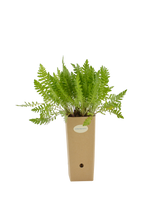 Pianta di Achillea filipendulina in vaso di cartone 9x9x20