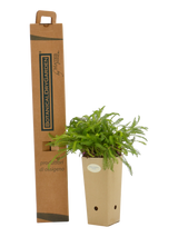 Pianta di Achillea millefolium 'Colorado' in vaso di cartone 9x9x20 con scatola BotanicalDryGarden