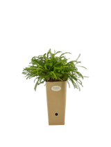 Pianta di Achillea millefolium 'Colorado' in vaso di cartone 9x9x20