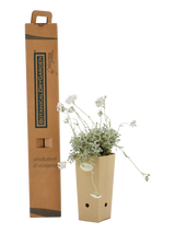 Pianta di Achillea umbrellata in vaso di cartone 9x9x20 con scatola BotanicalDryGarden