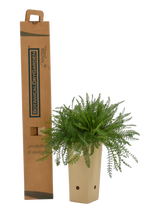 Pianta di Achillea x 'Teracotta' in vaso di cartone 9x9x20 con scatola BotanicalDryGarden