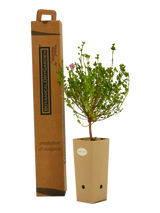 Pianta di Anisodontea capensis in vaso di cartone 9x9x20 con scatola BotanicalDryGarden