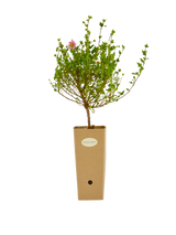 Pianta di Anisodontea capensis in vaso di cartone 9x9x20