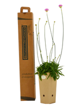 Pianta di Armeria hirta in vaso di cartone 9x9x20 con scatola BotanicalDryGarden