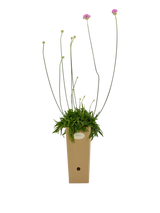 Pianta di Armeria hirta in vaso di cartone 9x9x20